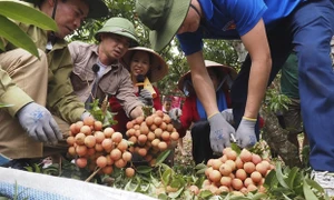 Bắc Giang: Sôi động chương trình du lịch "Lục Ngạn mùa vải chín 2023"