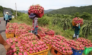 Xuất khẩu rau quả sang Hà Lan tăng trưởng ấn tượng