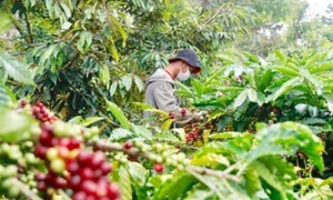 Cà phê Arabica Mường Ảng – hương vị đặc trưng núi rừng Tây Bắc