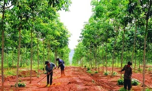 Xử lý nghiêm nếu phát hiện thiếu sót, sai phạm trong dự án trồng cao su tại Lào