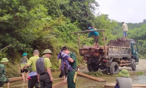 Phát hiện lượng lớn gỗ tập kết trái phép ở Hà Tĩnh