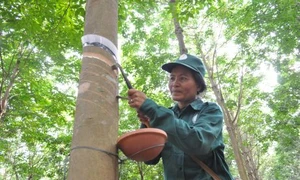 Nhiều sai phạm trong dự án trồng cao su tại Lào của Công ty Cao su TP. Hồ Chí Minh