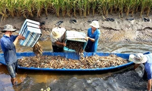 Nông dân Cà Mau nhận chứng nhận ASC