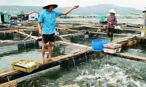 Kịp thời hướng dẫn cơ sở nuôi thủy sản phòng, chống thiệt hại do thời tiết bất thường