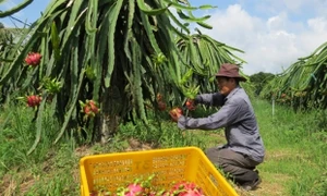 Hạn chế sự thất thoát phân bón cho cây thanh long bằng phân bón Đầu Trâu