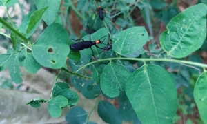 Ăn sâu ban miêu, người đàn ông nguy kịch