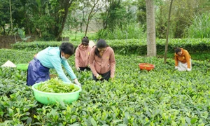 Nông nghiệp xanh - bền vững cho An toàn khu