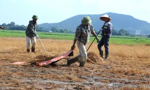 Sự cố tràn dầu của Công ty Cổ phần Trường Long gây chết lúa được xử lý thế nào?