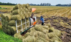 Tiềm năng phát triển nông nghiệp tuần hoàn rất lớn