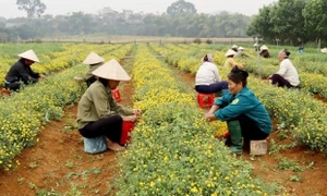 Phát triển mô hình sản xuất, chế biến và tiêu thụ cây dược liệu