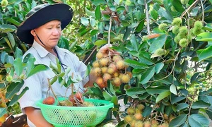 Gia Lai: Phát triển cây ăn quả tăng trưởng từ tiềm lực địa phương