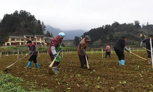 Phát triển nông thôn, bảo vệ đất trồng, an ninh lương thực