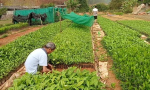 Bắc Kạn: Thiết thực phát triển kinh tế - xã hội vùng đồng bào dân tộc thiểu số