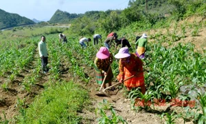 Quy định mới về hỗ trợ đất sản xuất cho hộ đồng bào dân tộc thiểu số nghèo