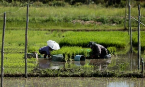 Nước – chìa khoá bảo đảm an ninh lương thực