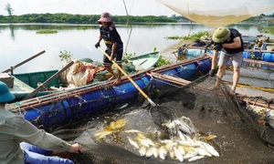 Làm rõ nguyên nhân hàng chục tấn cá của người dân chết sau một đêm