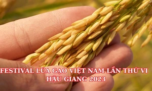 Tổ chức Festival Lúa gạo Hậu Giang mang tầm quốc tế