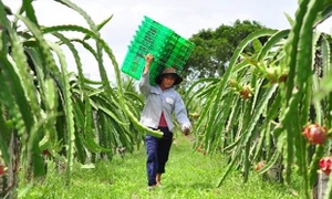 Cốt lõi là nâng cao thu nhập cho nông dân