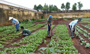 Xanh hóa môi trường tại trung tâm cai nghiện