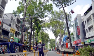 Tổng kiểm tra, rà soát cây xanh trên địa bàn TP. Hồ Chí Minh