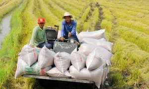 Bạc Liêu "chuyên nghiệp hóa" nông dân