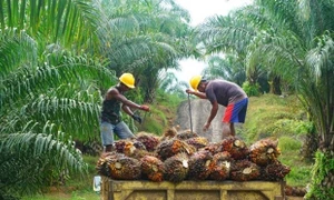 Malaysia, Indonesia, EU: Đối thoại để giải quyết khúc mắc về Luật Chống phá rừng