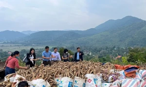 Nghệ An: "Dân vận khéo thì việc gì cũng thành công" nhìn từ kết quả tại xã nông thôn mới Tam Thái