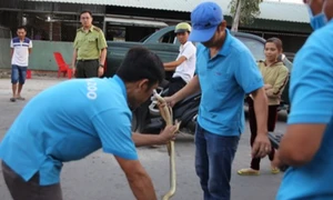 Đề nghị xóa bỏ buôn bán động vật hoang dã trái phép tại chợ Thạnh Hóa, Long An