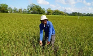 Đồng bằng sông Cửu Long thích ứng với hạn mặn