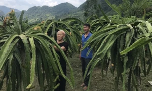 Huyện Nguyên Bình, Cao Bằng: Giải ngân trên 16 tỷ đồng thực hiện 42 dự án, mô hình giảm nghèo