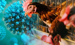 Bộ Y tế thông tin về trường hợp mắc cúm A (H5N1) tử vong