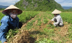 Điều tra dấu hiệu cung ứng giống lạc giả cho người dân ở Quảng Bình