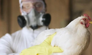 Chuyên gia dịch tễ: Không nên chủ quan với cúm A/H5N1