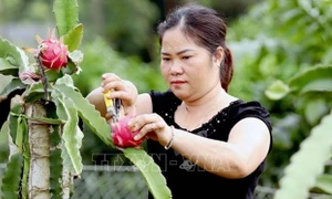 Phân bón chuyên dùng Đầu Trâu giúp cây thanh long cho năng suất cao