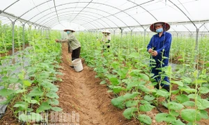 Hướng đi đúng của nền nông nghiệp hiện đại