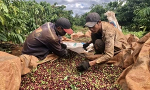 Khai thác EVFTA, tăng mạnh xuất khẩu cà phê vào EU