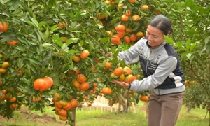 Chăm sóc vườn cây ăn quả bằng bón phân hợp lý