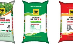 Kỹ thuật sạ khô kết hợp phân bón Đầu Trâu trong canh tác lúa vụ mùa