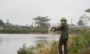 Ninh Bình: Tháo dỡ 2.500m lưới bẫy, cứu hộ chim di cư