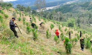 Kiểm toán Nhà nước phát hiện ra nhiều sai sót liên quan đến đến quản lý rừng