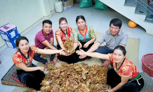 Phát triển vùng măng sạch, tạo sinh kế cho phụ nữ địa phương