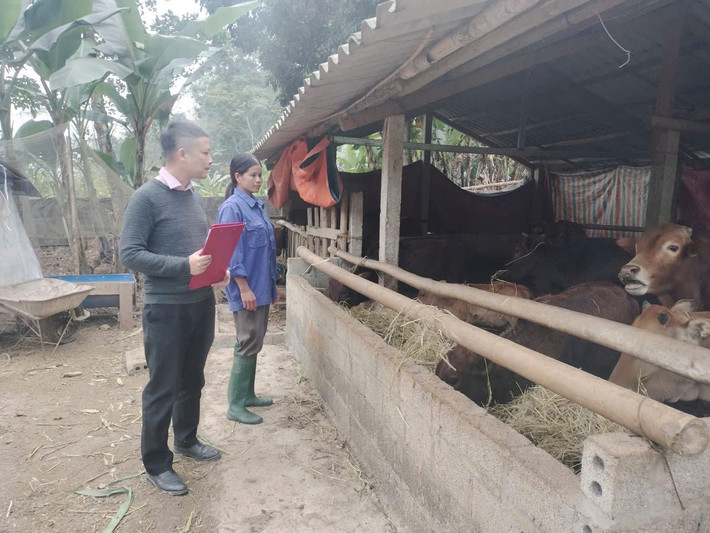 Nông dân huyện Lục Yên sử dụng vốn chính sách đầu tư phát triển kinh tế, giảm nghèo bền vững, cải thiện cuộc sống Nông dân huyện Lục Yên sử dụng vốn chính sách đầu tư phát triển kinh tế, giảm nghèo bền vững, cải thiện cuộc sống