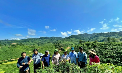 Đoàn giám sát của Thường trực HĐND tỉnh Điện Biên kiểm tra mô hình hỗ trợ phát triển sản xuất trồng cây quế, sắn tại xã Nà Khoa, huyện Nậm Pồ