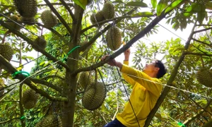 Sầu riêng đóng vai trò quan trọng trong sản xuất cây ăn trái mang thương hiệu của Huyện Krông Pắc 