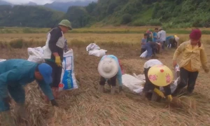 Người dân Sơn La giúp nhau gặt lúa chạy đua với lũ