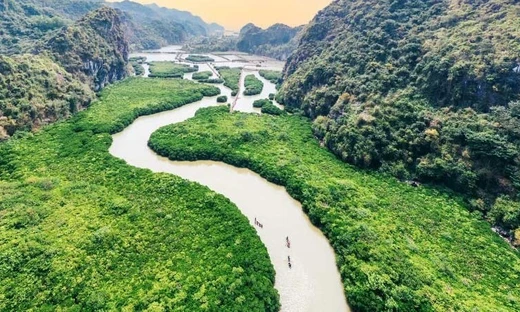 Rừng ngập mặn ở Cát Bà, Hải Phòng. Ảnh: itn