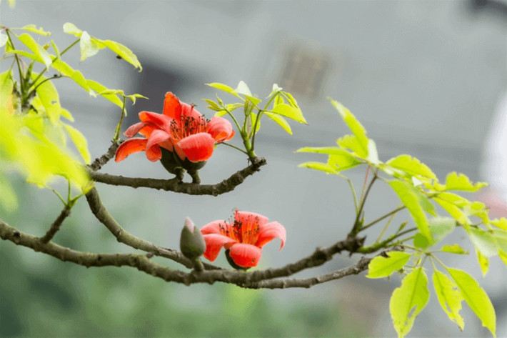 ITN hinh-anh-hoa-gao-thang-3-dep-3.png