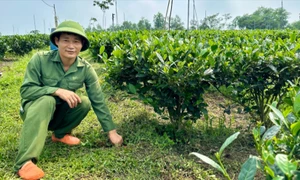 Thái Nguyên: Đẩy mạnh ứng dụng công nghệ trong sản xuất chè an toàn