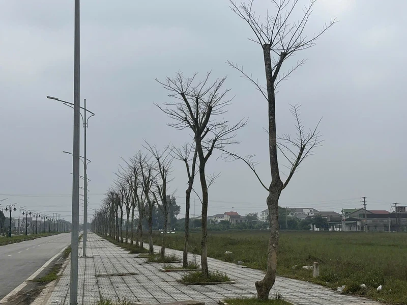 Nghệ An: Công trình hàng trăm tỷ chưa hoàn thành, hệ thống cây xanh đã chết khô