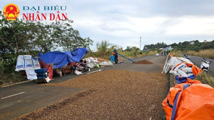 Người dân tận dụng mặt đường để phơi nông sản. Ảnh: Đức Hưng 56-1029.jpg